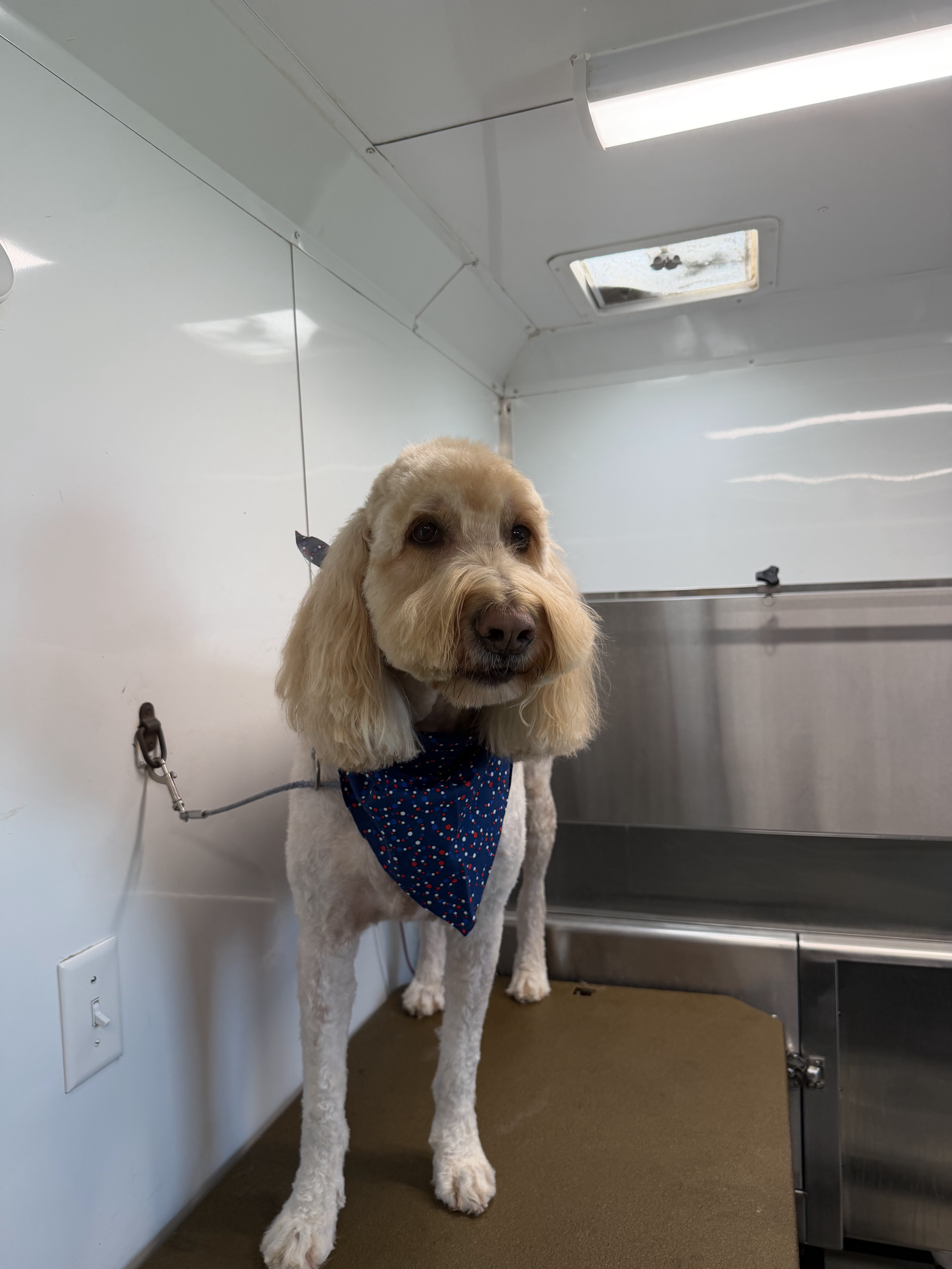 After grooming